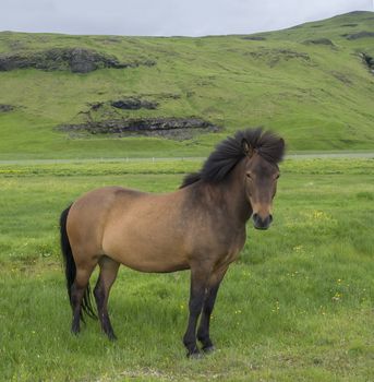 close up standing Icelandic horse grazing on a green grass field with green hills, blue sky clouds background, in summer Iceland, focus on horse head