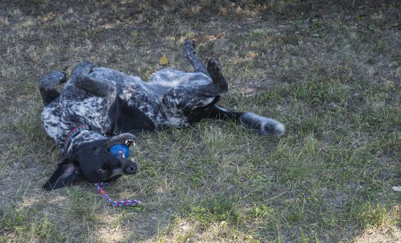 black gray hunting dog crossbreed whippet and labradorit lying in grass, playig with ball selective focus