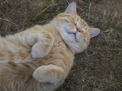 Domesticated cute fat orange tabby cat lying and sleeping on grass with paws up, funny face