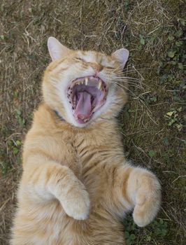 Domesticated orange tabby cat lying on grasst outside yawning, paws up. Humorous or scary look