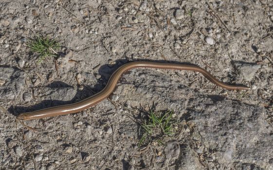 Adult Slowworm or blindworm, Anguis fragilis top view on dirt with grass.