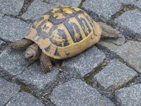 close up big yellow brown turtle on city pavement with gray cobblestone background
