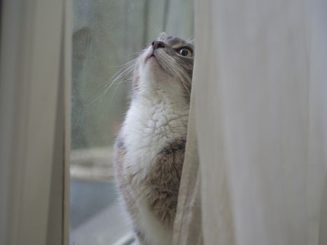 close up cute funny gray Somali cat sad looking up before window behind the curtains