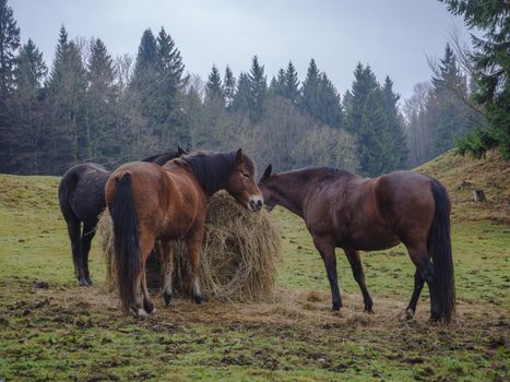 three ginger brown horses eating straw on meadow with autumn misty forest background