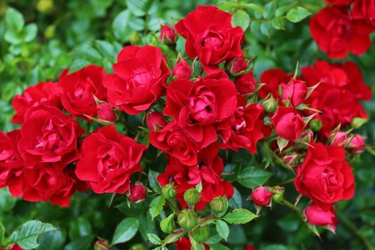 The picture shows a red rose in the garden in the summer