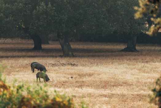 pigs on grassland in Extremadura, Spain.