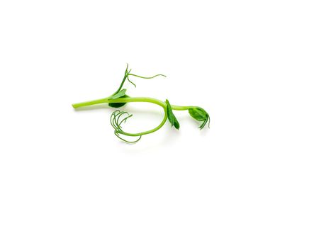 Micro greens - sprouts peas isolated on white background. Top view or flat lay.