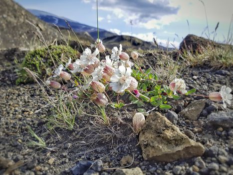 Flowers and plants of Iceland: Silene uniflora, commonly known as sea campion, part of the pink family Caryophyllaceae, a herbaceous perennial plant.