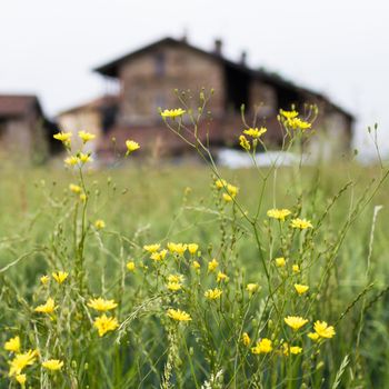 Selective focus on yellow wildflowers. In the background an old italian farm house.