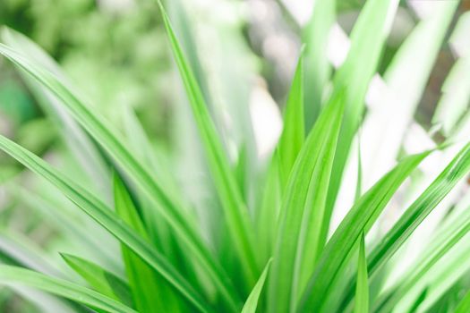 Closeup green pandan leaves  growing in the garden.