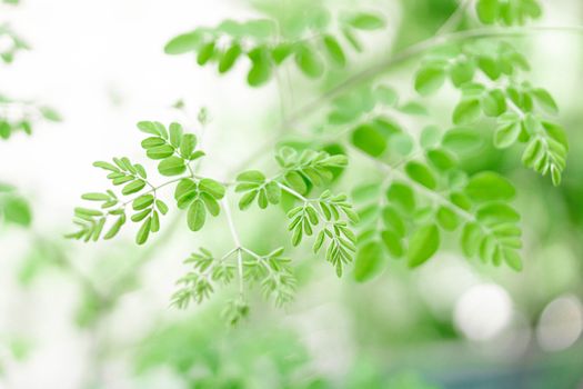 Closeup young moringa leaves branch, herb and medical concept