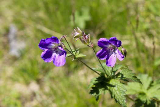 Beautiful meadow flower, purple geranium. Summer landscape in Hemsedal, Buskerud, Norway.