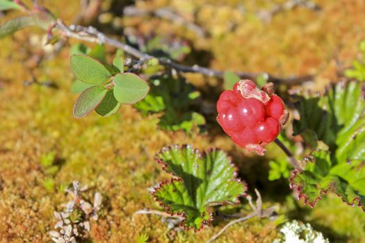 Red cloudberry, wild fruits and plants in Norway.