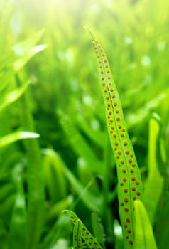 Fern leaves with spores under Fern leaves in rainforest in Thailand.