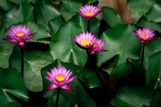 Pink lotus flowers in the lotus pond for agriculture