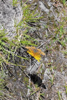 Yellow dandelion with butterfly Great Fritillary. Summer landscape in Hemsedal, Buskerud, Norway.