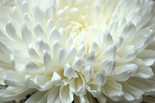 white chrysanthemum flower close up.