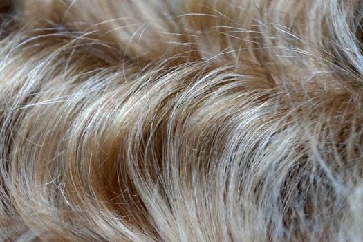 wavy blonde hair close-up for background