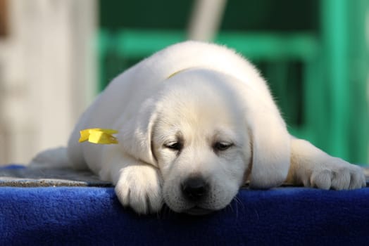 a sweet little labrador puppy on a blue background