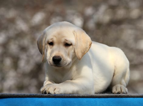 nice little labrador puppy on a blue background