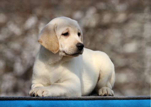 a nice little labrador puppy on a blue background