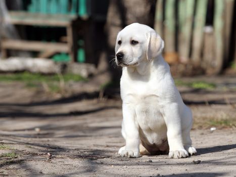 a yellow labrador in the park in spring