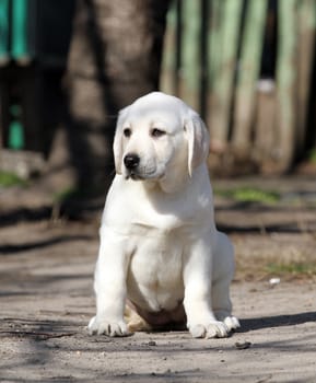 yellow labrador in the park in spring