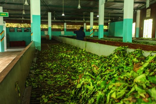 Detail on black tea leaves being dried in tea factory. Kandy, Sri Lanka