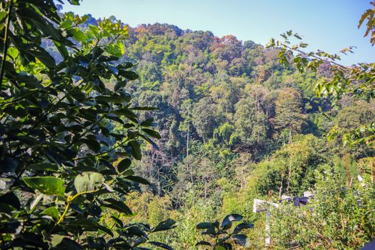 Jungle in Thailand photo background