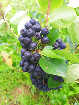 fresh aronia berries on the branch