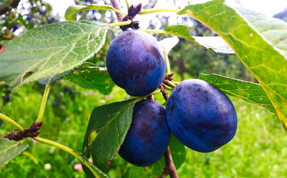 Three ripe plums on a branch. Beautiful blue plums in a group on a branch. Zavidovici, Bosnia and Herzegovina.
