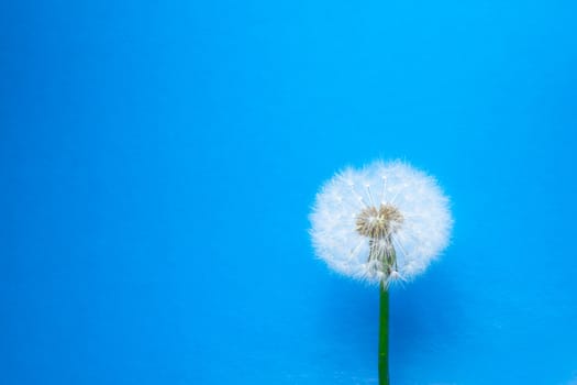 dandelion flower on blue background