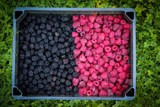Crate full of raspberries and blackberries on grass. On the left side of the blackberry, on the right side of the raspberry. Zavidovici, Bosnia and Herzegovina.