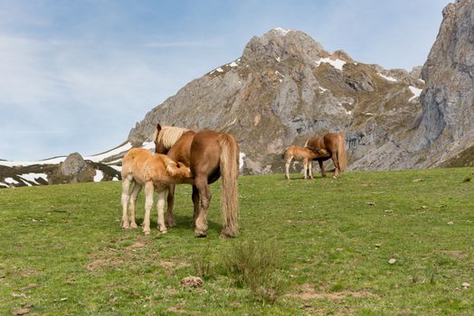 Wild Horeses in the National Park of Picos de Europa, Cantabria, Spain.