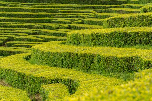 View on tea plantation rows at tea factory .