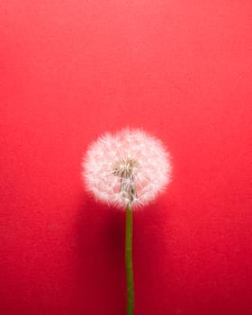 dandelion flower on pink background