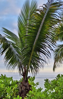 Beautiful palm trees at the beach on the tropical paradise islands Seychelles