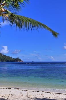 Beautiful palm trees at the beach on the tropical paradise islands Seychelles