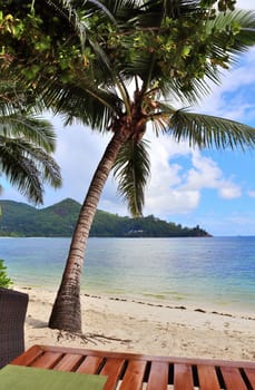 Beautiful palm trees at the beach on the tropical paradise islands Seychelles