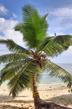 Beautiful palm trees at the beach on the tropical paradise islands Seychelles