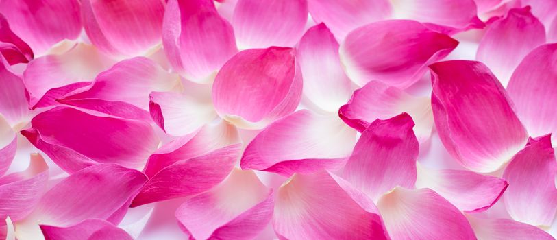 Pink lotus petals on white for background. 