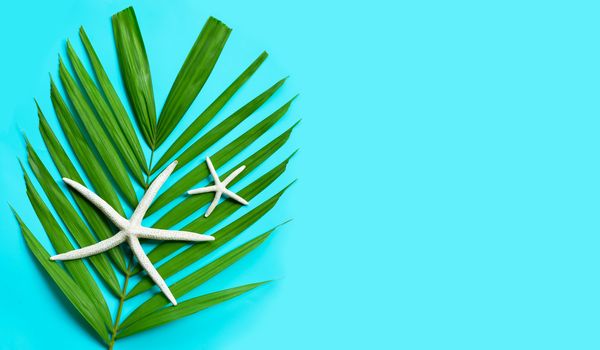 Starfish on tropical palm leaves on orange  background. Enjoy summer holiday concept.  Copy space