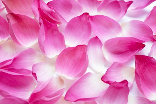 Pink lotus petals flower for background.