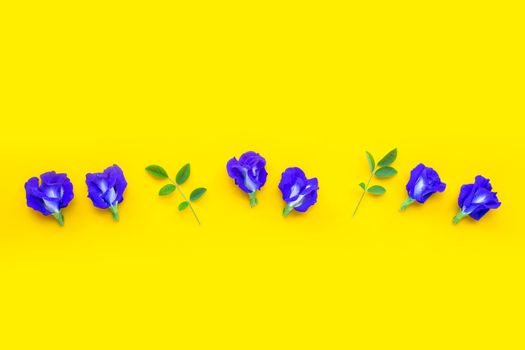 Blue butterfly pea flower on yellow background. Top view