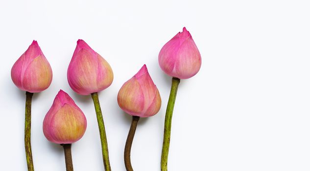 Pink lotus flower on white background. Top view
