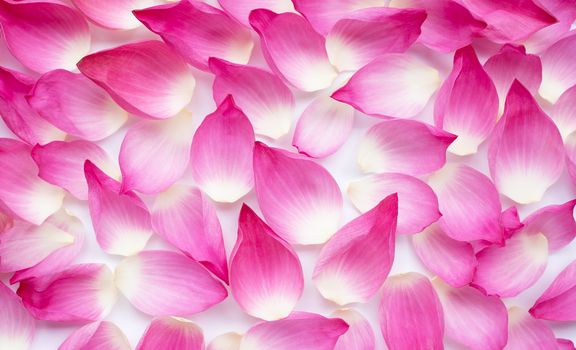 Pink lotus petals on white for background. Top view