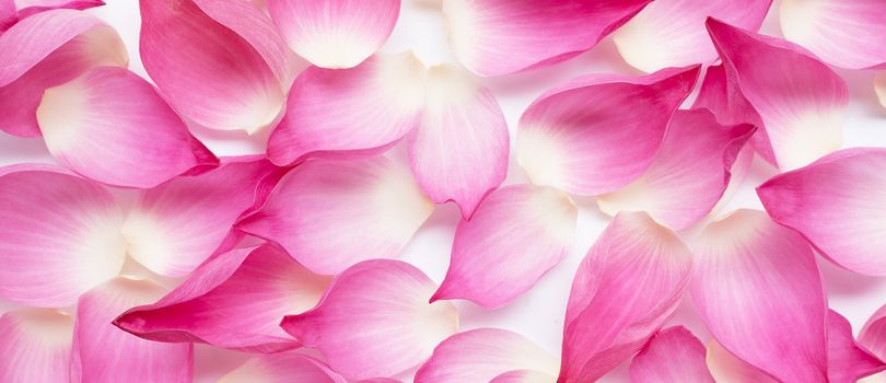 Pink lotus flower petals for background. Top view