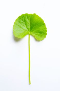 Leaf of gotu kola on white background, Herb and medical plant. 