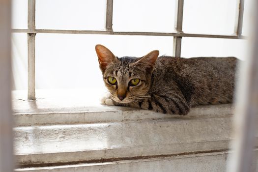 A grey cat on the cement wall.