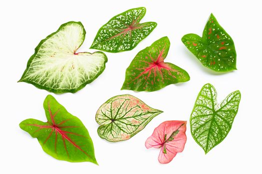 Caladium leaves on white background. Top view